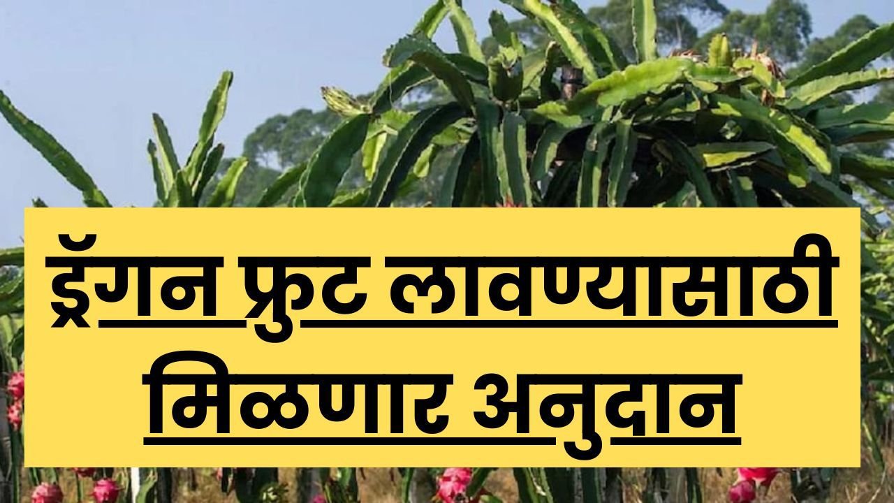 dragon fruit subsidy : 16 लाख सरकारकडून घेऊन या विदेशी पिकातून तीस लाख कमवा.