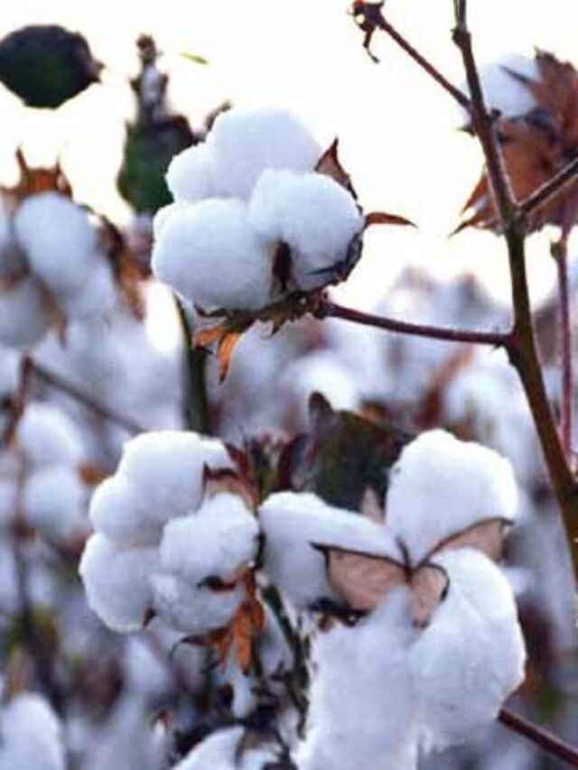cotton-procurement