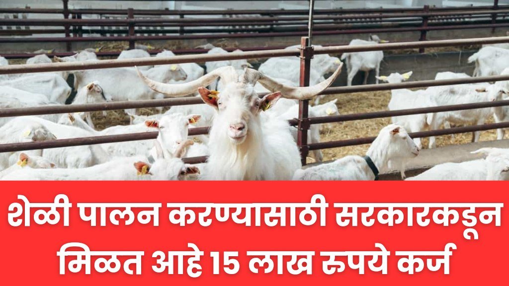 Goat Farming: शेळी पालन करण्यासाठी सरकारकडून मिळत आहे 15 लाख रुपये कर्ज.