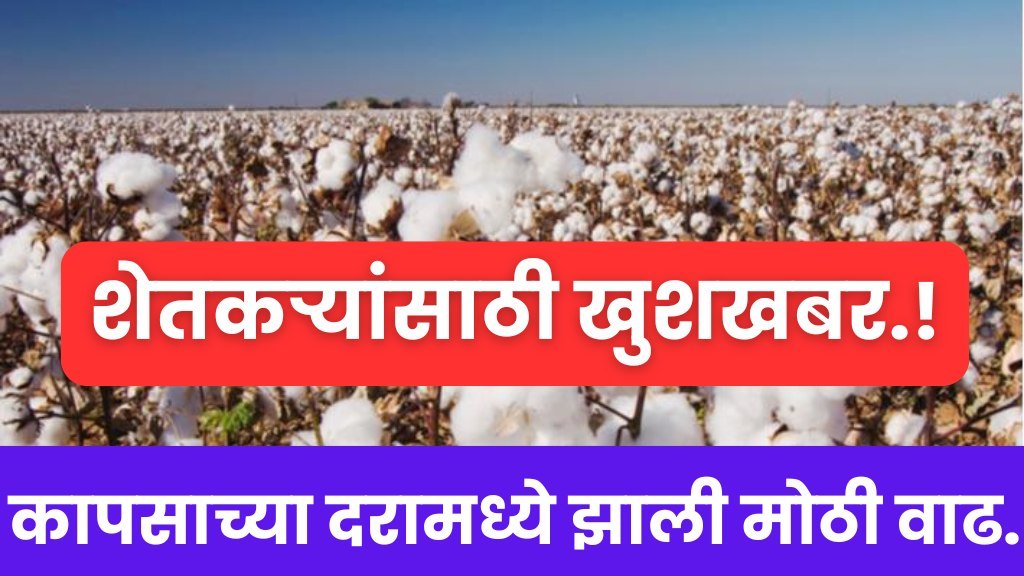Cotton Market update : शेतकऱ्यांसाठी आनंदाची बातमी कापसाच्या दरामध्ये झाली मोठी वाढ.